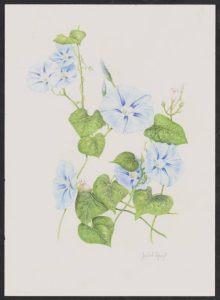 watercolor illustration of the Heavenly Blue Morning Glory (Ipomoea tricolor)