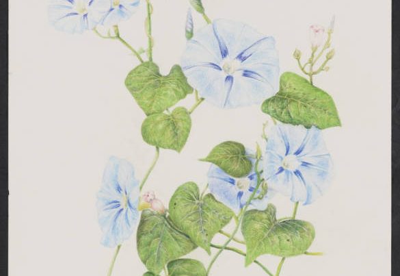 watercolor illustration of the Heavenly Blue Morning Glory (Ipomoea tricolor)