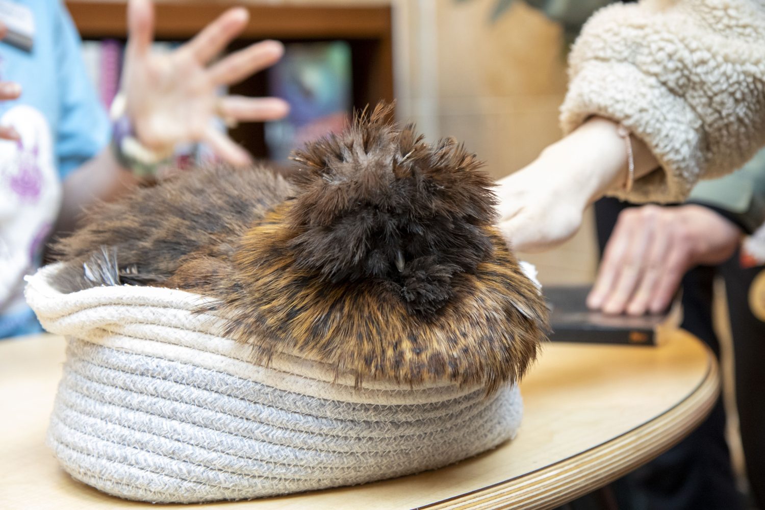 A brown PAWS therapy chicken sits in a basket.