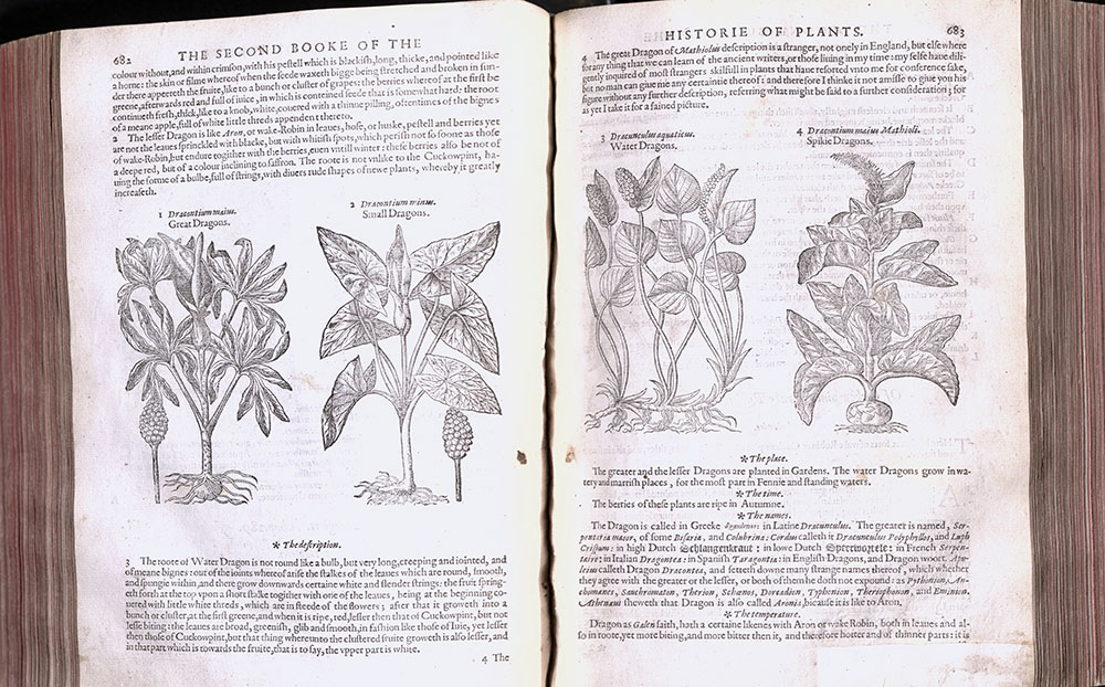 Archival scan of two open book pages titled "The second booke of the historie of plants" showing text and illustrations of plants with many leaves