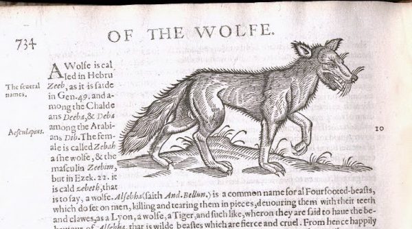 Archival scan of a page from a book featuring an illustration of a wolf with a bushy tail. Page is entitled "Of the wolfe"