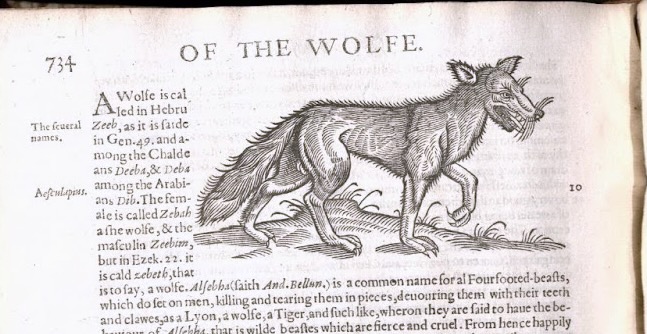 Archival scan of a page from a book featuring an illustration of a wolf with a bushy tail. Page is entitled "Of the wolfe"