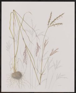Image from Andersen Horticultural Library's Flora and Fauna Illustrata collection of botanical art, showing a grouping of long delicate plant stems