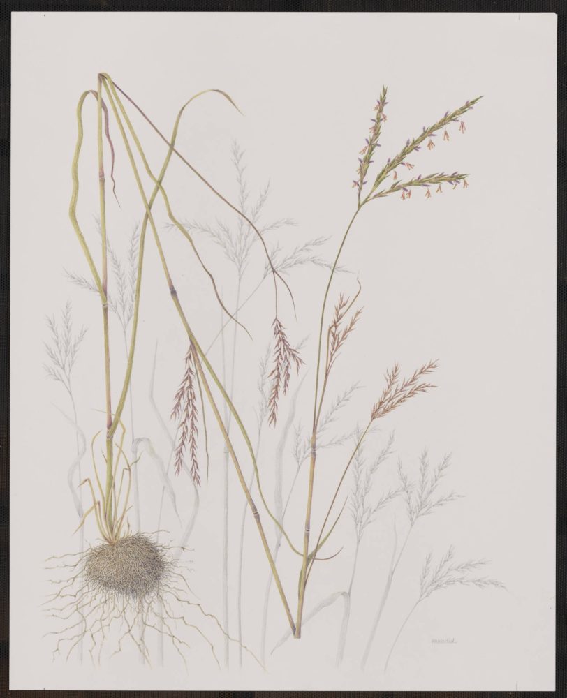 Image from Andersen Horticultural Library's Flora and Fauna Illustrata collection of botanical art, showing a grouping of long delicate plant stems