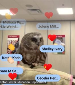 Spruce, a Northern Saw-Whet owl is on a perch surrounded by hearts and applause emojis from attendees at an annual conference.